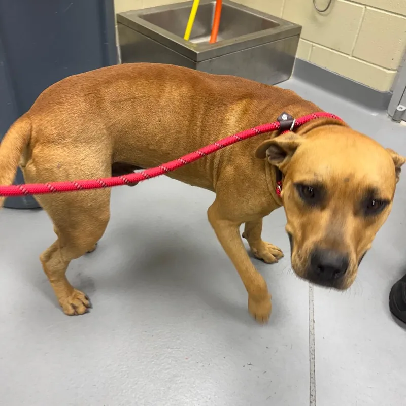 A young large-sized male Brown / Chocolate Mixed Breed dog named Strayaltavistadrive for adoption in Columbus, GA