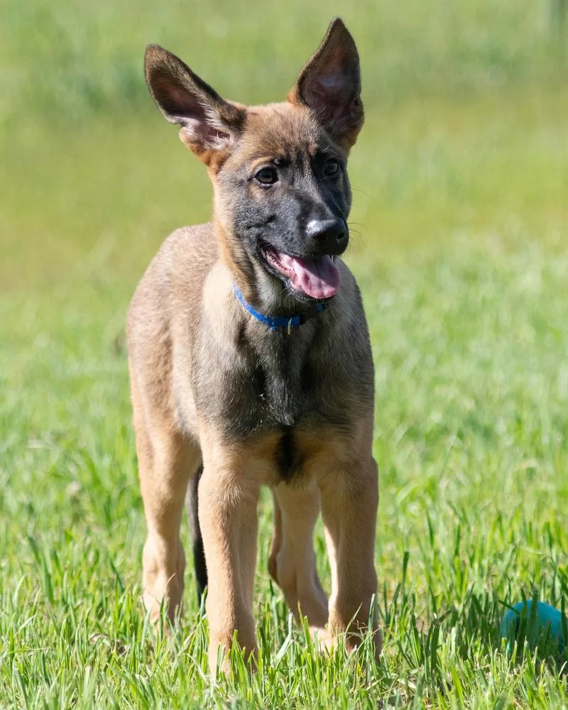 A baby large-sized male Tricolor (Brown, Black, & White) Belgian Shepherd / Malinois dog named Yukon for adoption in Pleasant Hill, CA