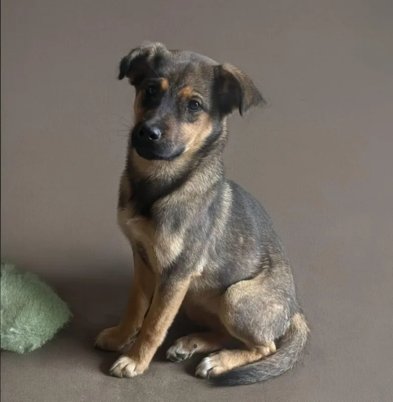 A baby medium-sized female Apricot / Beige Mixed Breed dog named Belinda for adoption in Chula Vista, CA