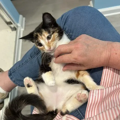 A baby small-sized female Domestic Short Hair cat named Ellie for adoption in Cumming, GA