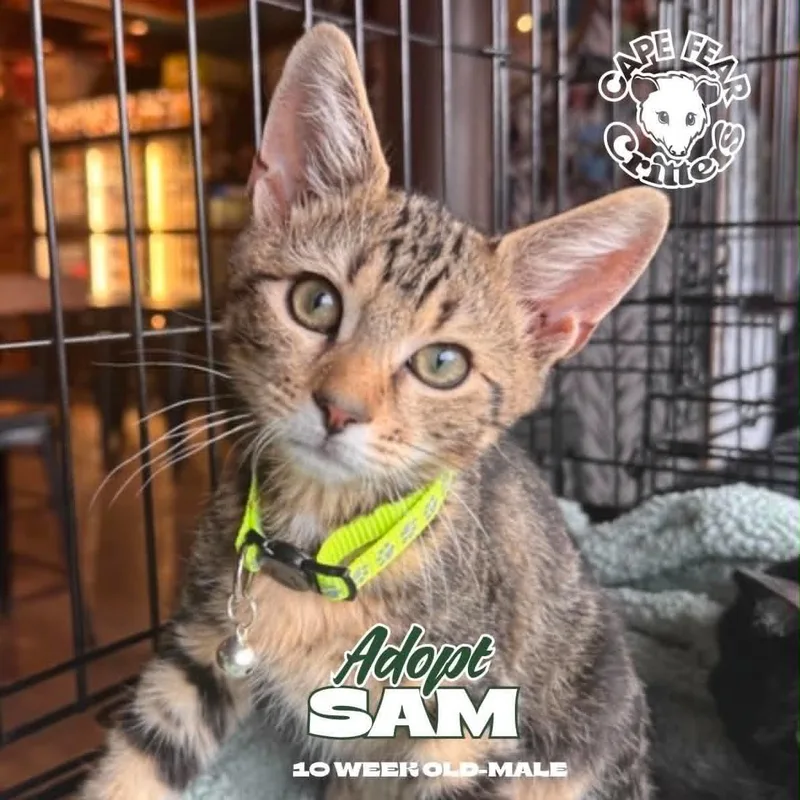 A young small-sized male Domestic Short Hair cat named Sam for adoption in Wilmington, NC