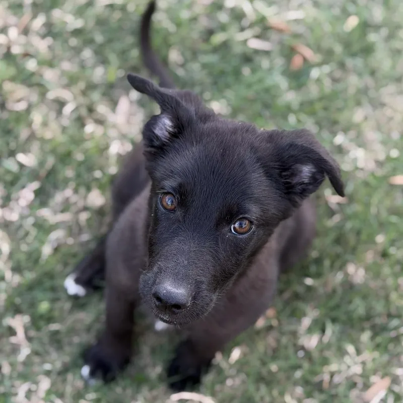 A baby medium-sized female Great Pyrenees dog named Ladybug for adoption in Pearsall, TX