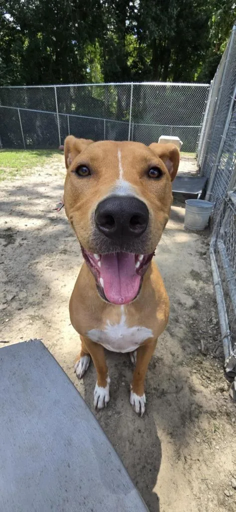 A young large-sized male Terrier dog named Java for adoption in New Bern, NC