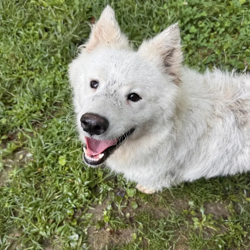 An adult medium-sized female White / Cream Samoyed dog named Harper for adoption in West Chester, PA