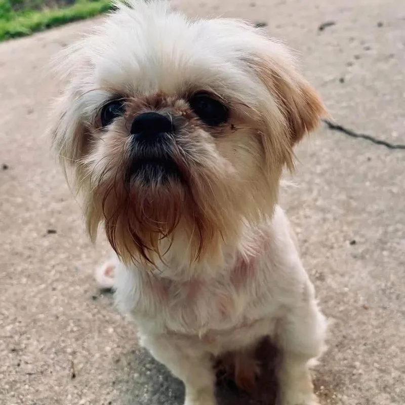 An adult small-sized female Yellow / Tan / Blond / Fawn Shih Tzu dog named Lucinda for adoption in New Orleans, LA