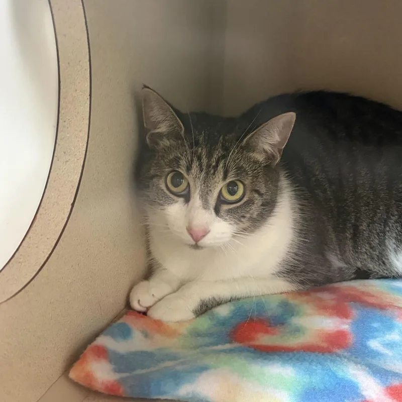 A young medium-sized female Brown / Chocolate Domestic Short Hair cat named Sugarbabe for adoption in Louisville, KY