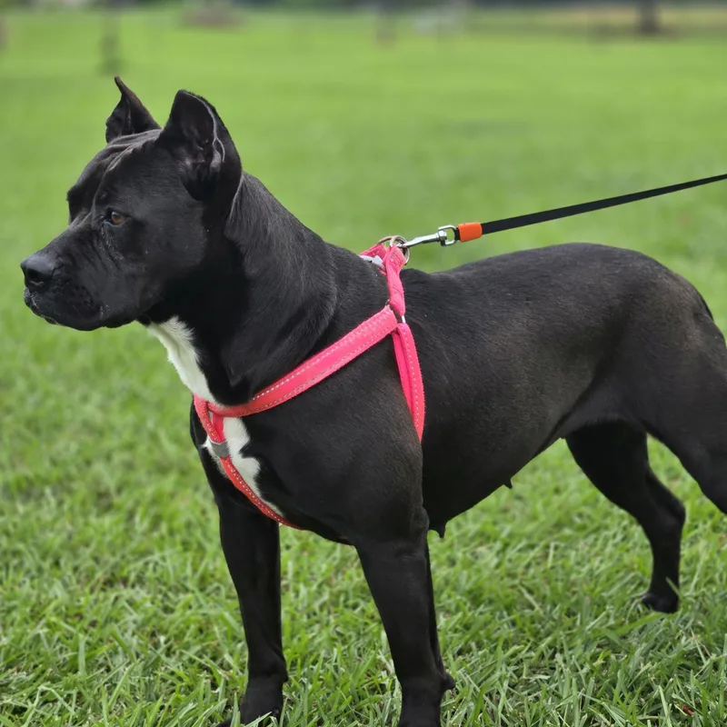An adult medium-sized female Black Pit Bull Terrier dog named Molly for adoption in Sheridan, AR
