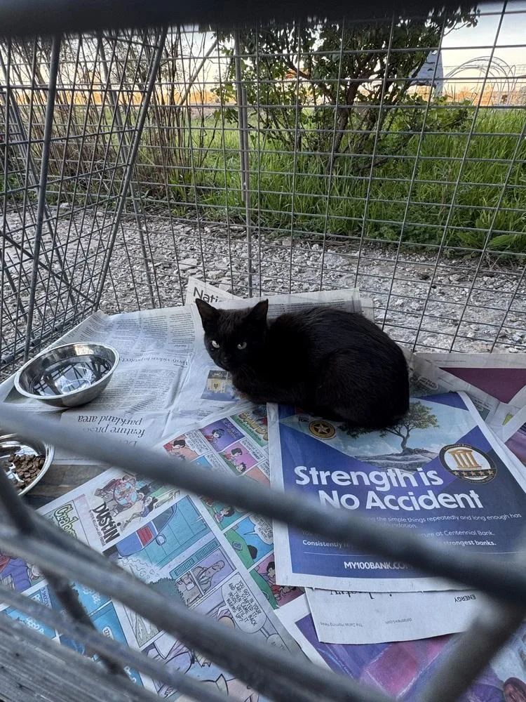 Feral Girl thumbnail 2