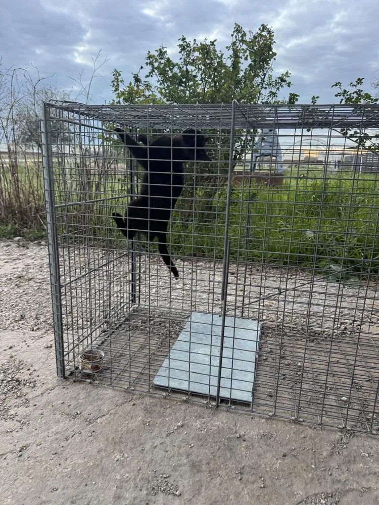 Feral Girl thumbnail 3