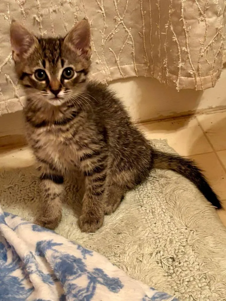 A baby small-sized female Domestic Short Hair cat named Raisinet for adoption in Hartsville, SC