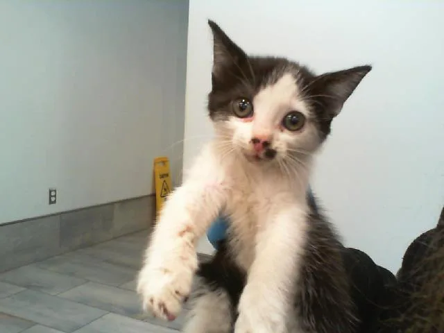 A baby small-sized female Domestic Short Hair cat named A for adoption in Charlotte, NC