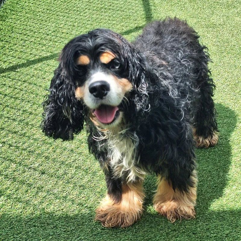 A senior medium-sized male White / Cream Cocker Spaniel dog named Hershey for adoption in LOXAHATCHEE, FL