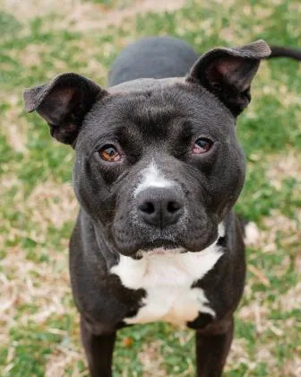 An adult medium-sized male Mixed Breed dog named Dax Fka Dominic for adoption in West Chester, PA