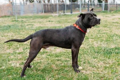 Dax Fka Dominic thumbnail 2