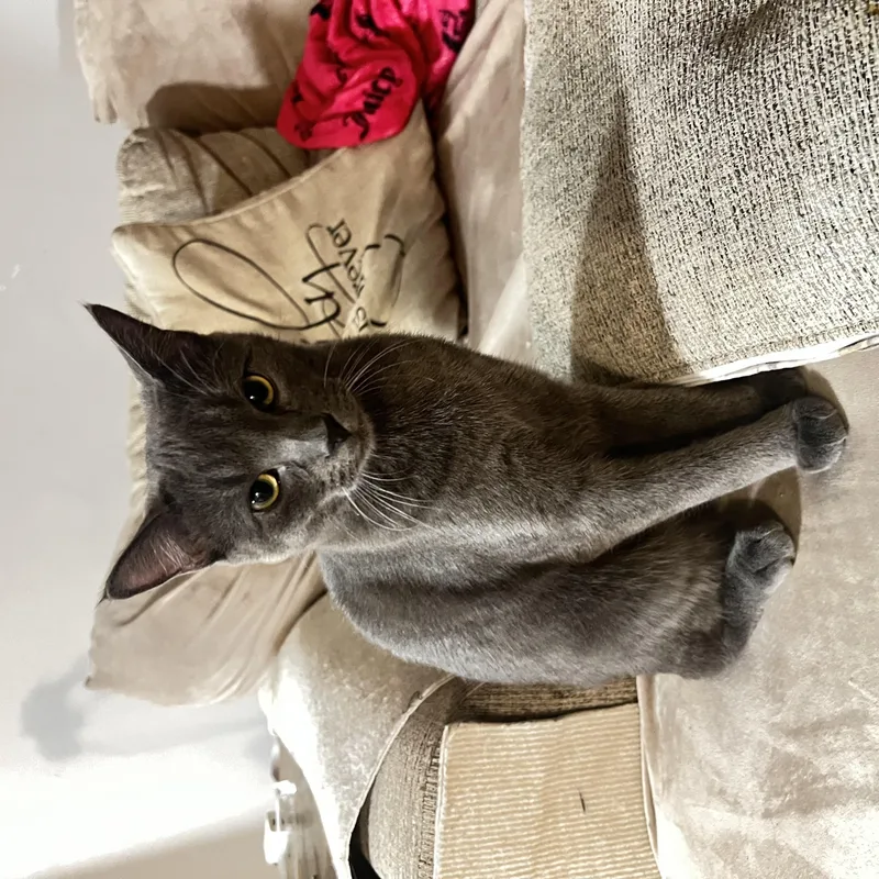 Onyx & Zucchini thumbnail 2