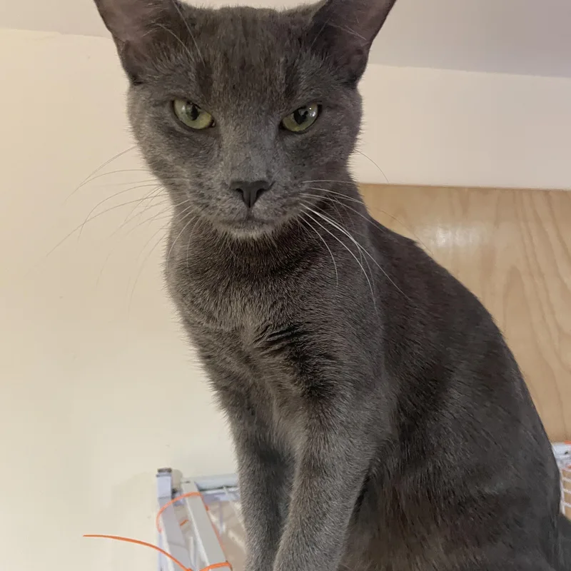 A young medium-sized male Gray / Blue / Silver Domestic Short Hair cat named Onyx & Zucchini for adoption in South Ozone Park, NY
