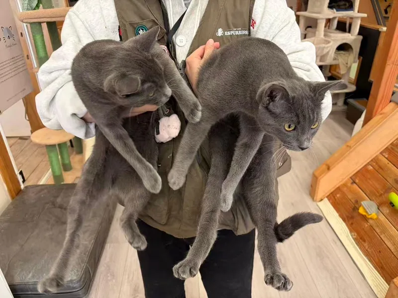 Onyx & Zucchini thumbnail 4