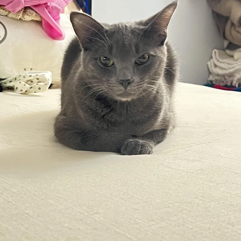 Onyx & Zucchini thumbnail 5