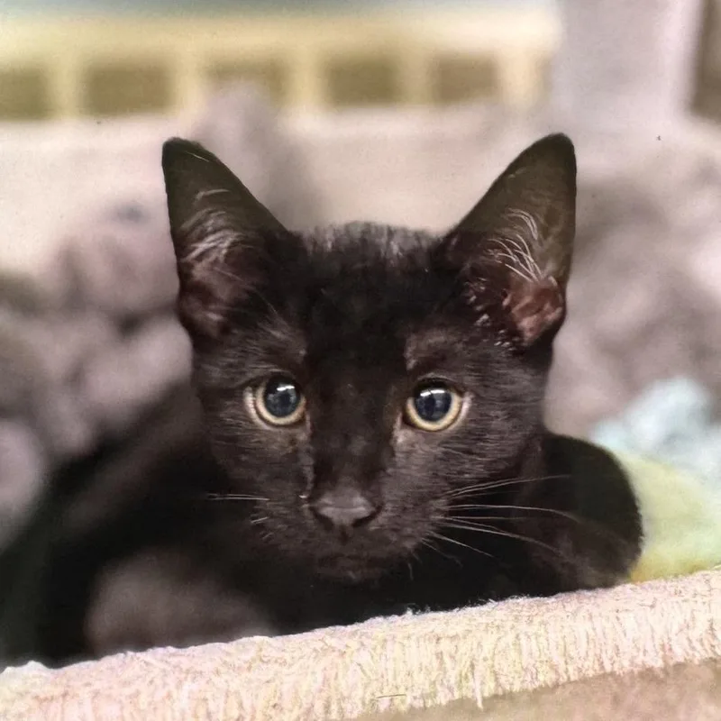 A baby small-sized female Black Domestic Short Hair cat named McGill for adoption in Pittsford, VT