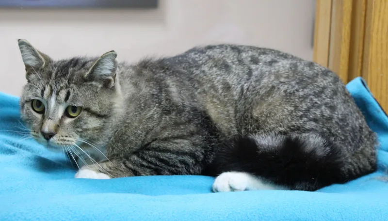 An adult medium-sized male Extra-Toes Cat / Hemingway Polydactyl cat named Quinlan for adoption in Portage, WI