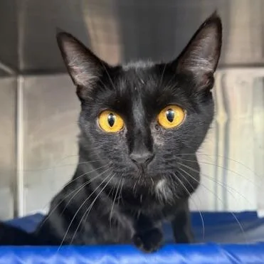 An adult medium-sized female Domestic Short Hair cat named Snuggles for adoption in Cumming, GA