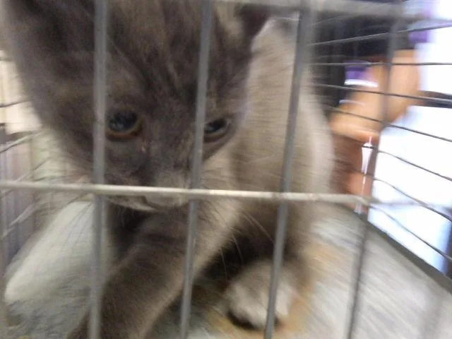 A baby small-sized male Domestic Short Hair cat named Georgie for adoption in Tulsa, OK