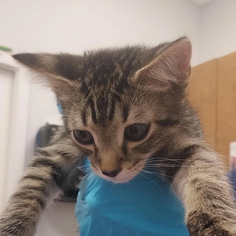 A baby small-sized male Gray / Blue / Silver Domestic Short Hair cat named Jasper for adoption in West Palm Beach, FL