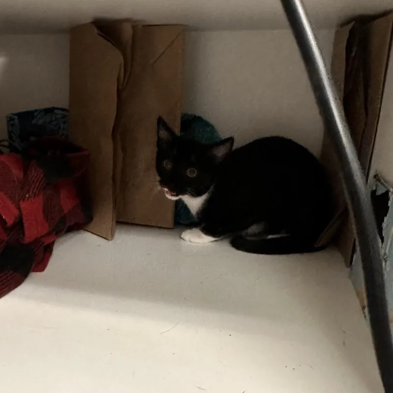 A baby small-sized female Black Domestic Short Hair cat named B. Utton for adoption in Rocky Mount, VA