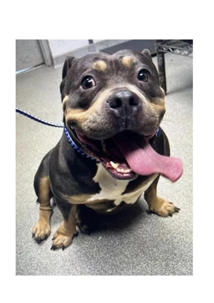 An adult medium-sized female English Bulldog dog named Tessa for adoption in Mooresville, NC