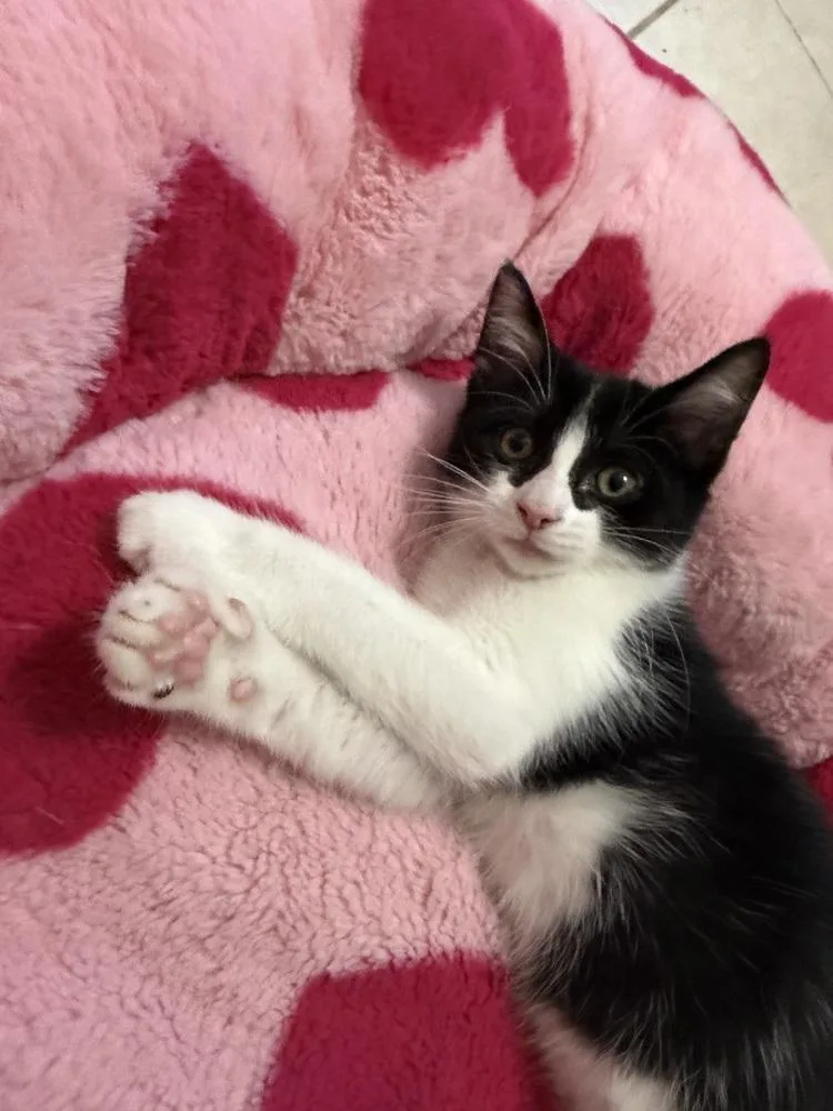 A baby small-sized female Black & White / Tuxedo Domestic Short Hair cat named Nova for adoption in Olyphant, PA
