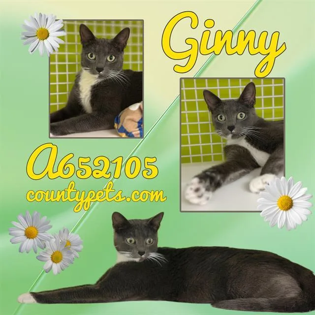 A young medium-sized female Domestic Short Hair cat named Ginny for adoption in Houston, TX