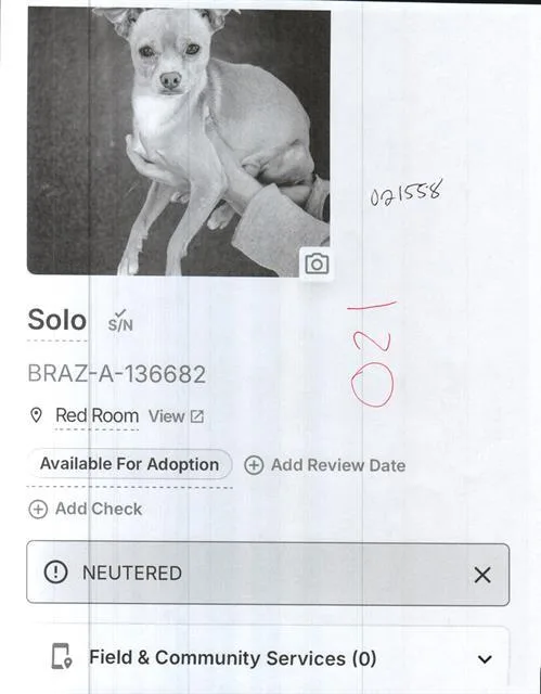 An adult small-sized male Chihuahua dog named Solo for adoption in Sugar Land, TX