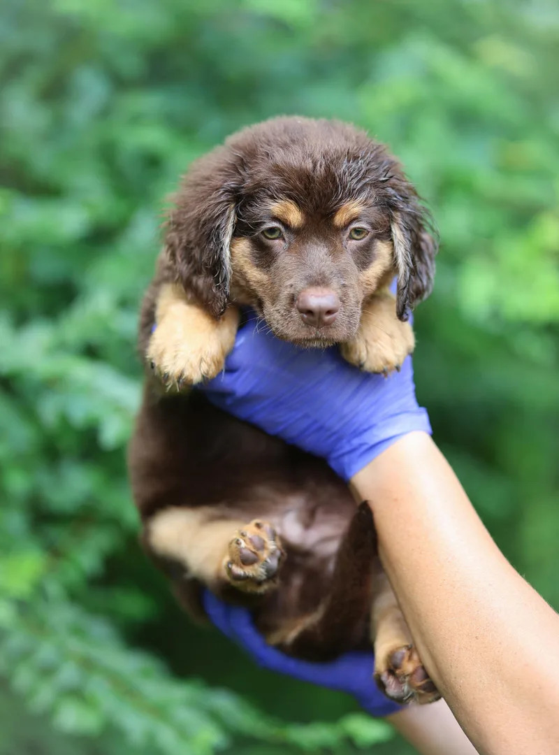 A baby medium-sized male Brown / Chocolate Australian Shepherd dog named Trout for adoption in Lucedale, MS
