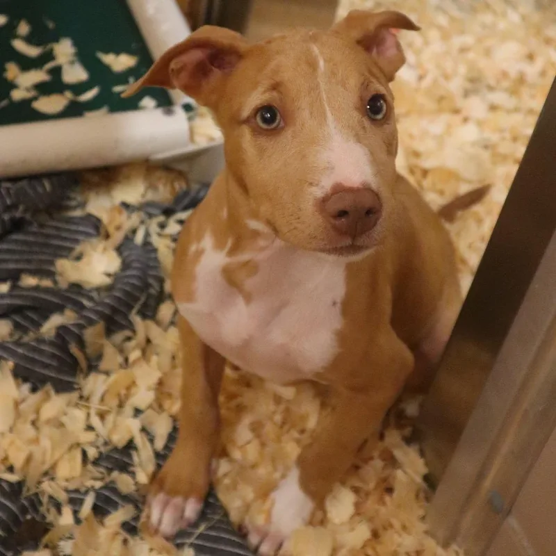 A baby small-sized female Yellow / Tan / Blond / Fawn Mixed Breed dog named Oleander for adoption in Waukesha, WI