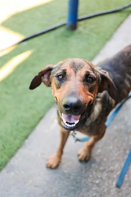 An adult large-sized female Mixed Breed dog named Cafe for adoption in Dallas, TX