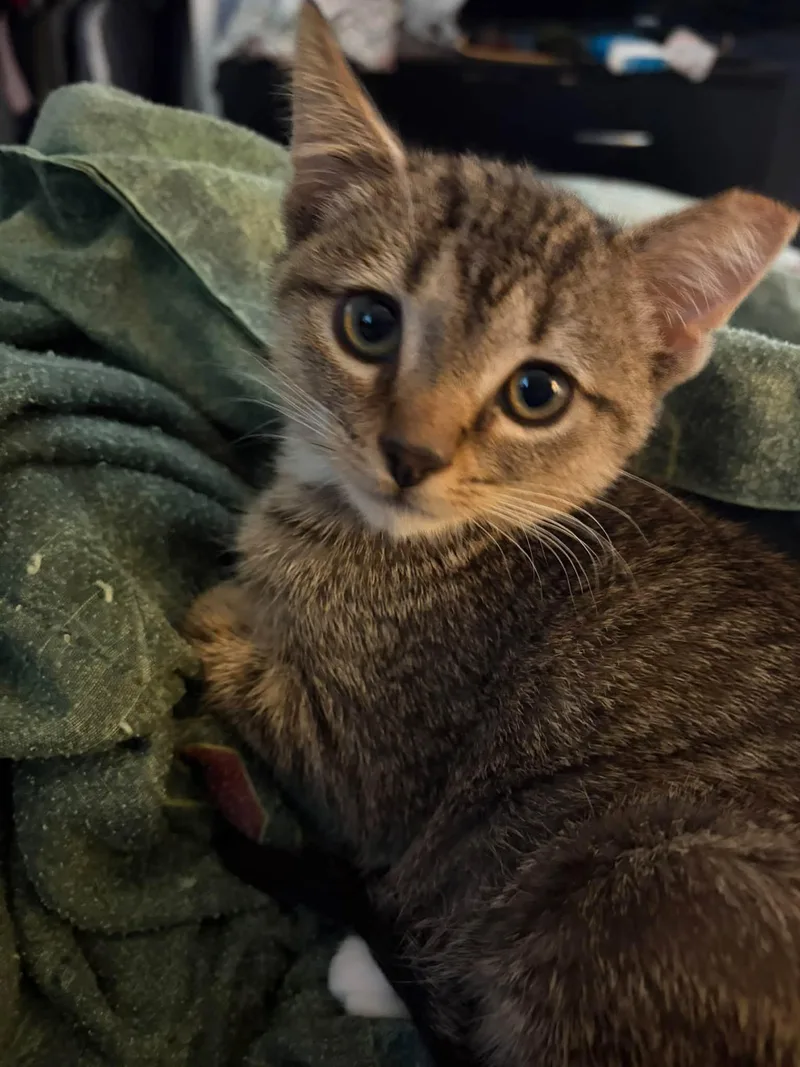 A baby medium-sized female Tabby (Brown / Chocolate) Domestic Short Hair cat named Halen for adoption in Cleveland, OH