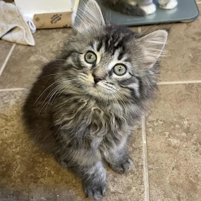 A baby small-sized female Brown / Chocolate Domestic Long Hair cat named Amethyst for adoption in Potomac, MD