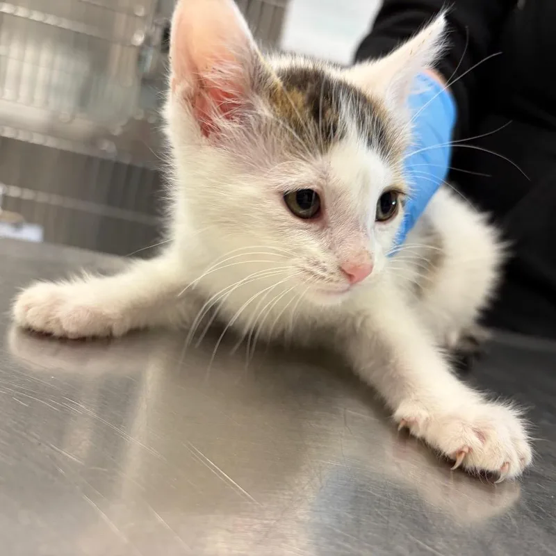 A baby small-sized female White Domestic Short Hair cat named Dancing Queen for adoption in Hinsdale, IL