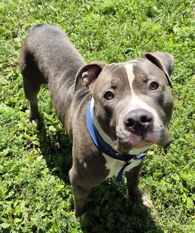 A young large-sized male Pit Bull Terrier dog named Buddy for adoption in Decatur, IL