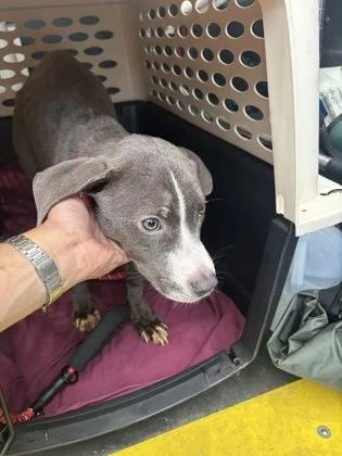 A baby small-sized female Mixed Breed dog named Cen`tre for adoption in West Chester, PA