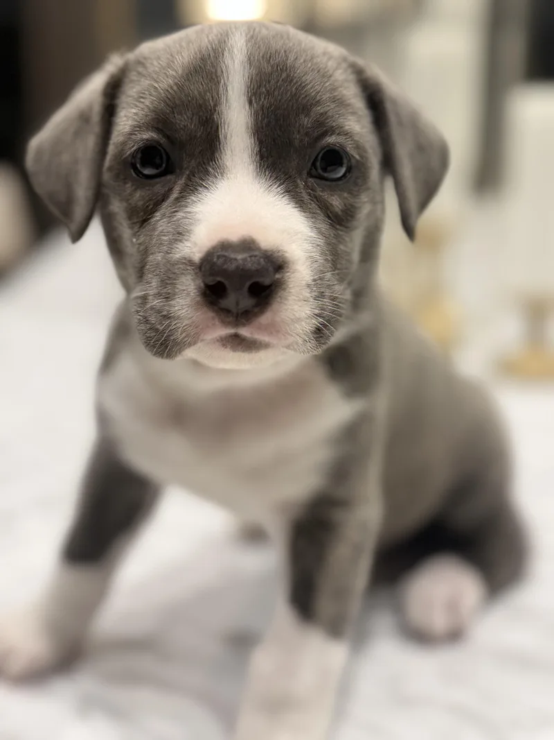 Agatha