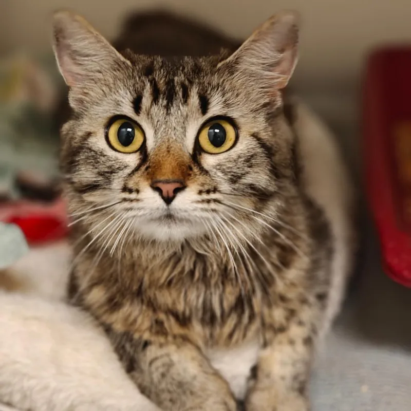 An adult medium-sized female Domestic Medium Hair cat named Lily for adoption in Cumming, GA