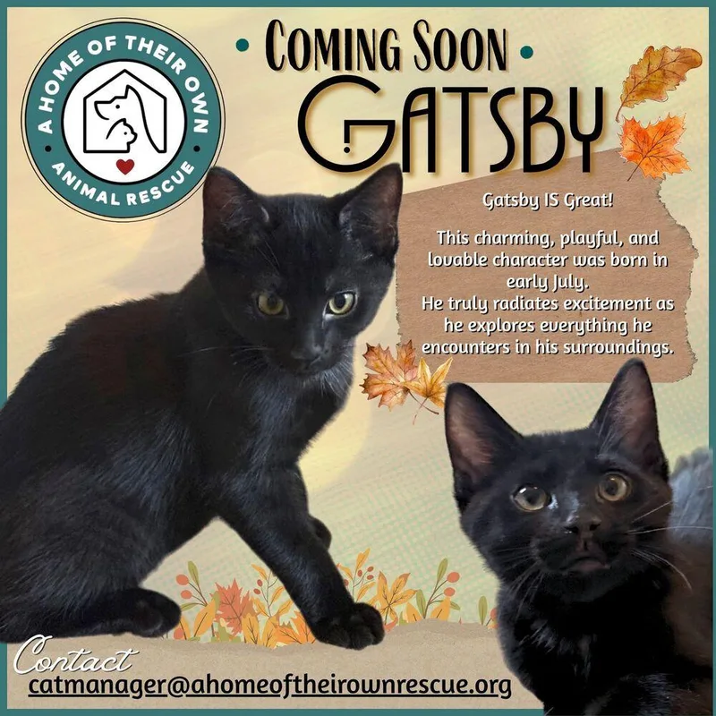 A baby small-sized male Domestic Short Hair cat named Gatsby for adoption in Silver Spring, MD