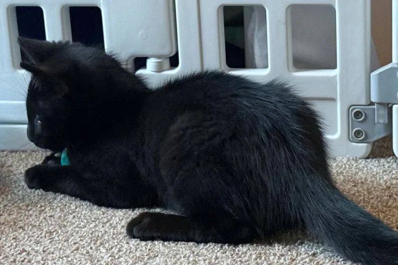 Gatsby thumbnail 5