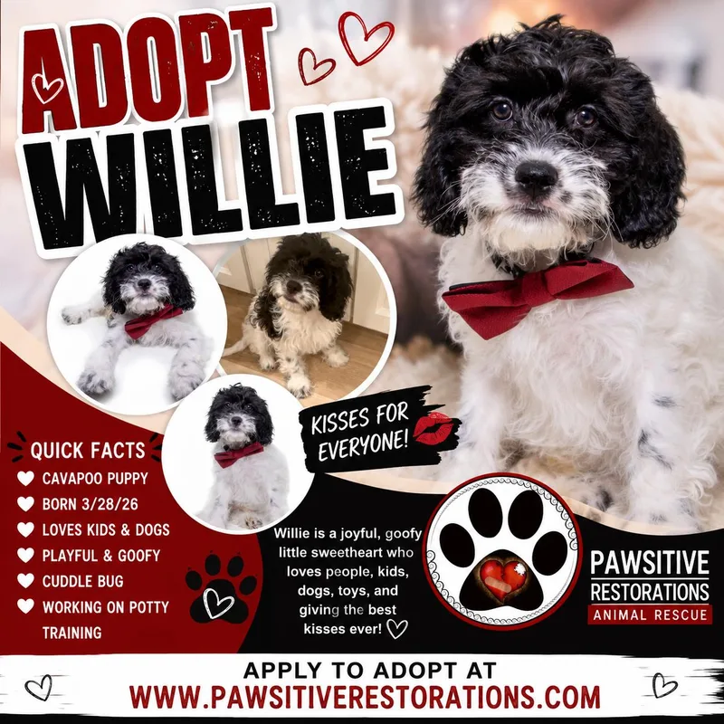 Willie thumbnail 3