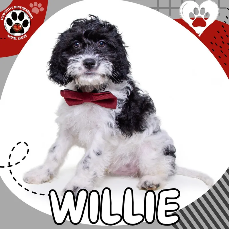 Willie thumbnail 5