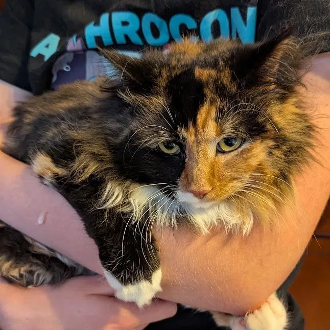A young small-sized female Calico Domestic Long Hair cat named Pumpkin for adoption in Johnstown, PA