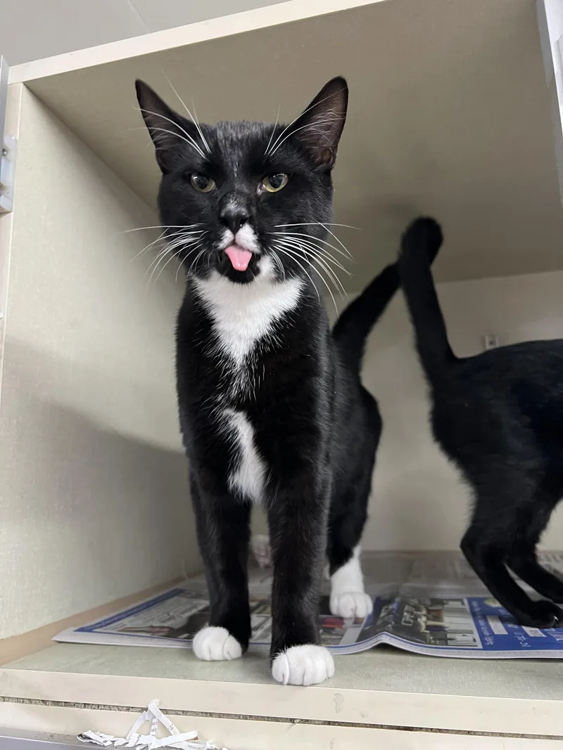 Boo And Bedon thumbnail 2