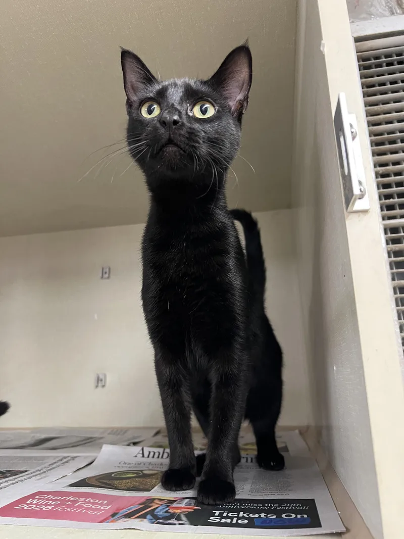 Boo And Bedon thumbnail 3