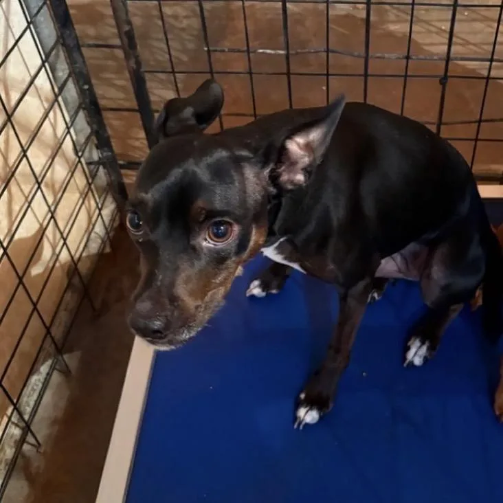 An adult small-sized female Black Miniature Pinscher dog named Willow for adoption in Normal, IL